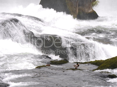 Rheinfall in Schaffhausen