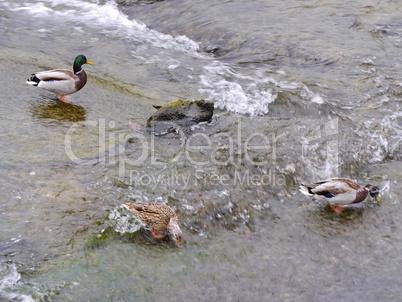 Stockenten am Rheinfall