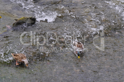 Stockenten am Rheinfall