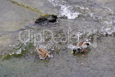 Stockenten am Rheinfall