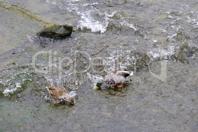 Stockenten am Rheinfall