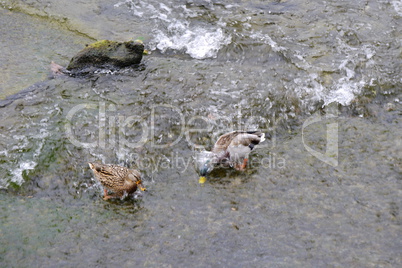 Stockenten am Rheinfall