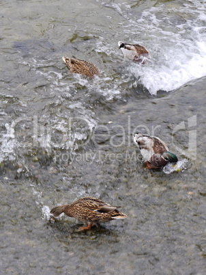 Stockenten am Rheinfall