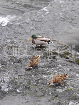 Stockenten am Rheinfall