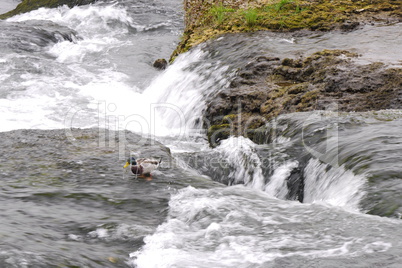 Stockenten am Rheinfall