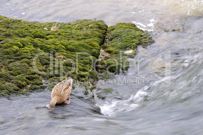 Stockenten am Rheinfall