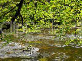 Naturpark Wutachschlucht