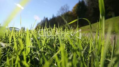 Camera moving through green grass in the Alps mountains