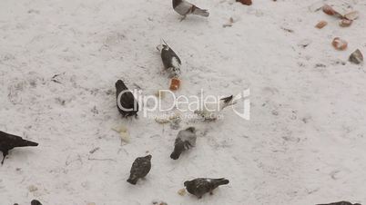 Pigeons, crow and sparrows feeding with bread on the snow, moving camera