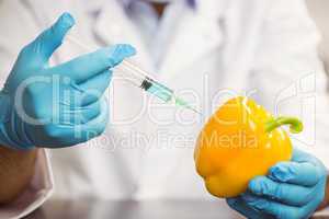 Food scientist injecting a pepper