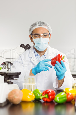 Food scientist examining a pepper