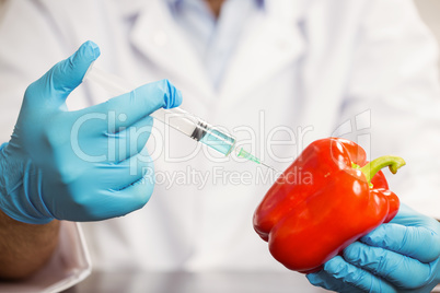 Food scientist injecting a pepper