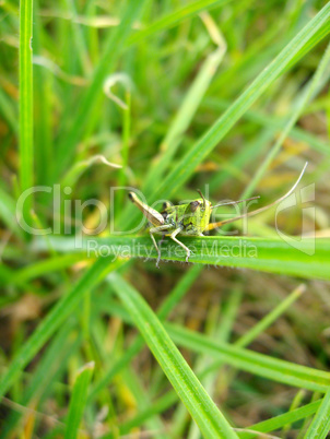 Green grasshopper on the green blade