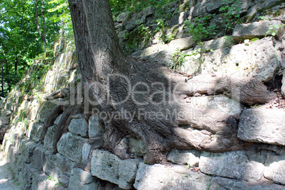 huge roots of the tree growing outside