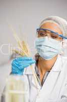 Food scientist looking at wheat