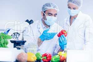 Food scientists looking at a pepper