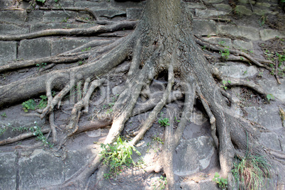 huge roots of the tree growing outside