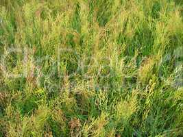 Thicket of high green grass in the field