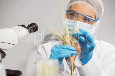 Food scientist looking at wheat