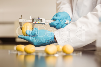 Food scientist measuring a potato