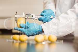 Food scientist measuring a potato