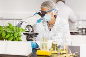 Food scientist using the microscope