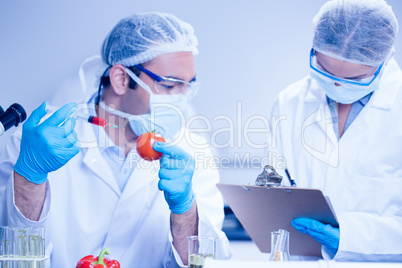 Food scientist injecting a tomato