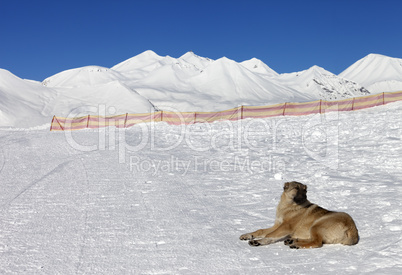 Dog resting on snow at nice sun day