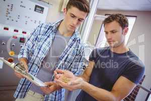 Young man holding grain next to his colleague