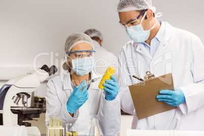 Food scientist injecting a corn cob