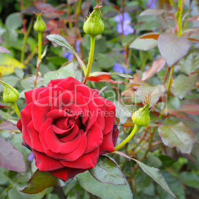 rose flower on garden background