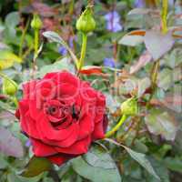 rose flower on garden background