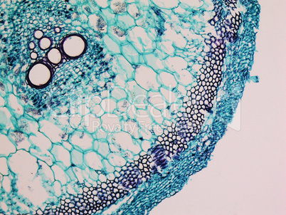 Cucurbita stem micrograph