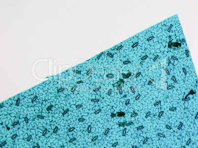 Stoma micrograph