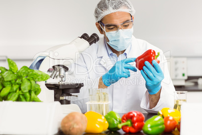 Food scientist examining a pepper