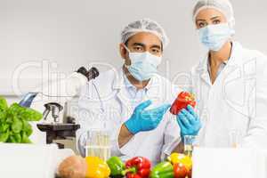 Food scientists looking at a pepper