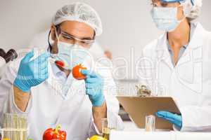 Food scientist injecting a tomato