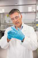 Senior pharmacist putting on his gloves