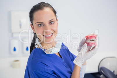 Smiling dentist showing a model