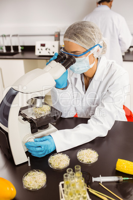 Food scientist looking at petri dish under microscope