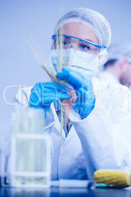 Food scientist looking at wheat