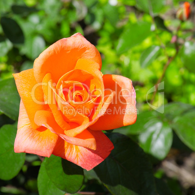 rose flower