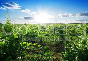 Day in vineyard