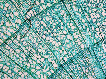 Tilia stem micrograph