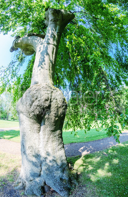 Giant tree on a beautiful park