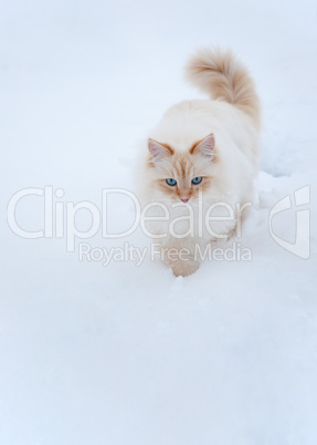 Schneekatze - Katze im Schnee - Panorama