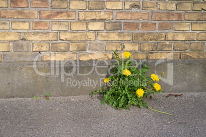 Dandelions on a wall