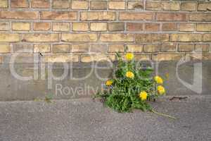 Dandelions on a wall