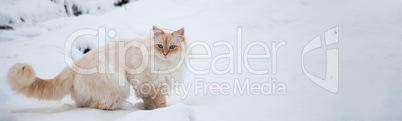 Schneekatze - Katze im Schnee - Panorama