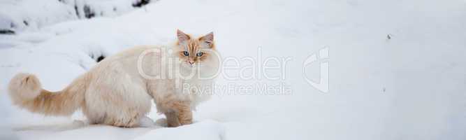 Schneekatze - Katze im Schnee - Panorama